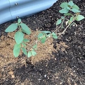 Photo of the plant species Trumpet Honeysuckle by @GnarlyGoldwire named Muhammad Ali on Greg, the plant care app