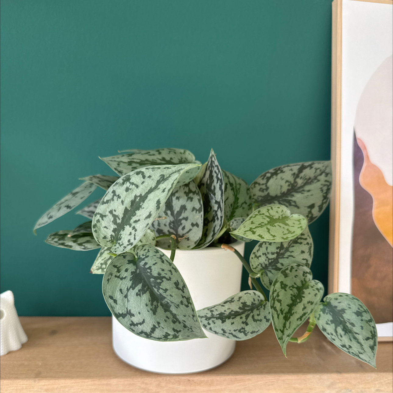 Photo of the plant species Trebie Satin Pothos by @NoblySucculents named Wall-E on Greg, the plant care app