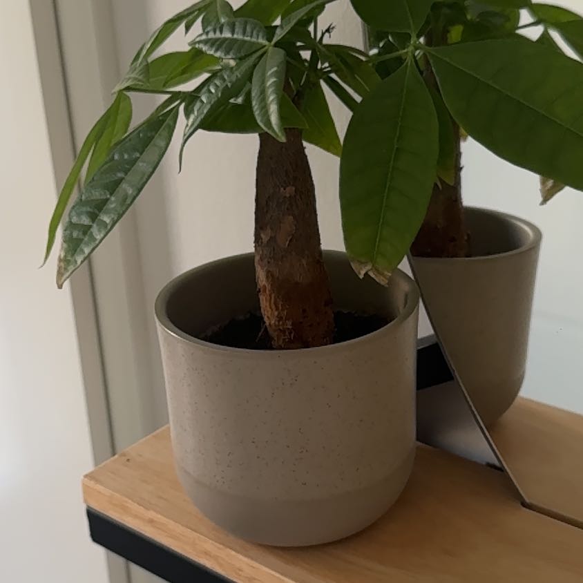 Photo of the plant species Pachira by @NoblySucculents named Foxxy on Greg, the plant care app