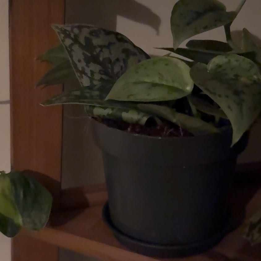 Photo of the plant species Trebie Satin Pothos by @NoblySucculents named Rainier on Greg, the plant care app