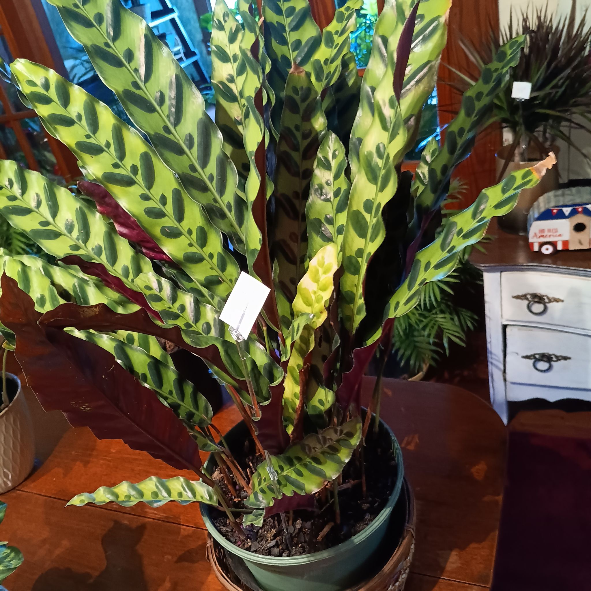 Photo of the plant species rattle snake plant by @ProsperousPlain named Girlfrond on Greg, the plant care app
