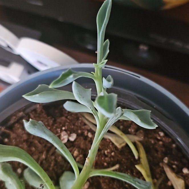 Photo of the plant species Spear Head Senecio by @NiceWeepingjade named Vixen on Greg, the plant care app