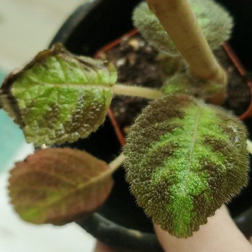 Photo of the plant species Silver Skies Episcia by @LightDutchiris named Gobi on Greg, the plant care app
