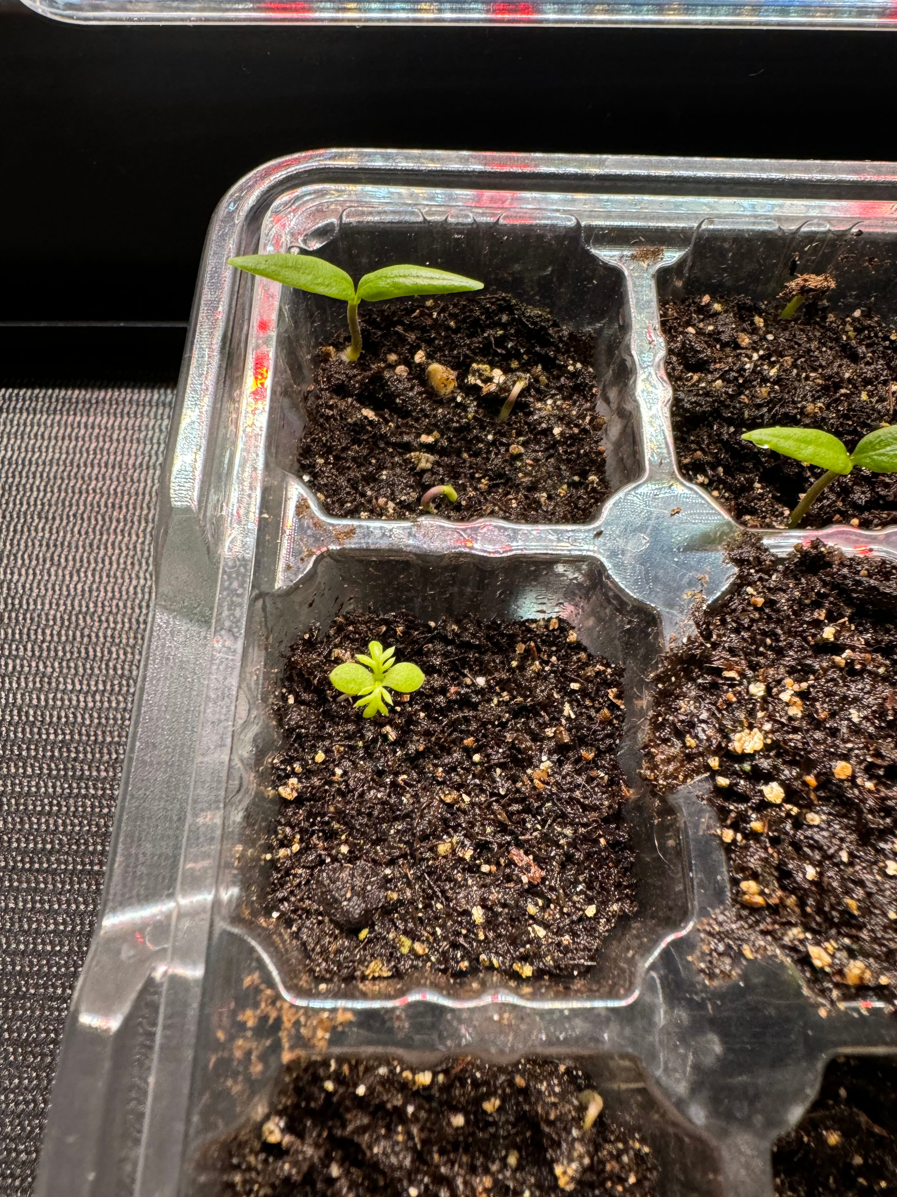 The Complete Black Cobra Pepper Plant Care Guide Water, Light & Beyond