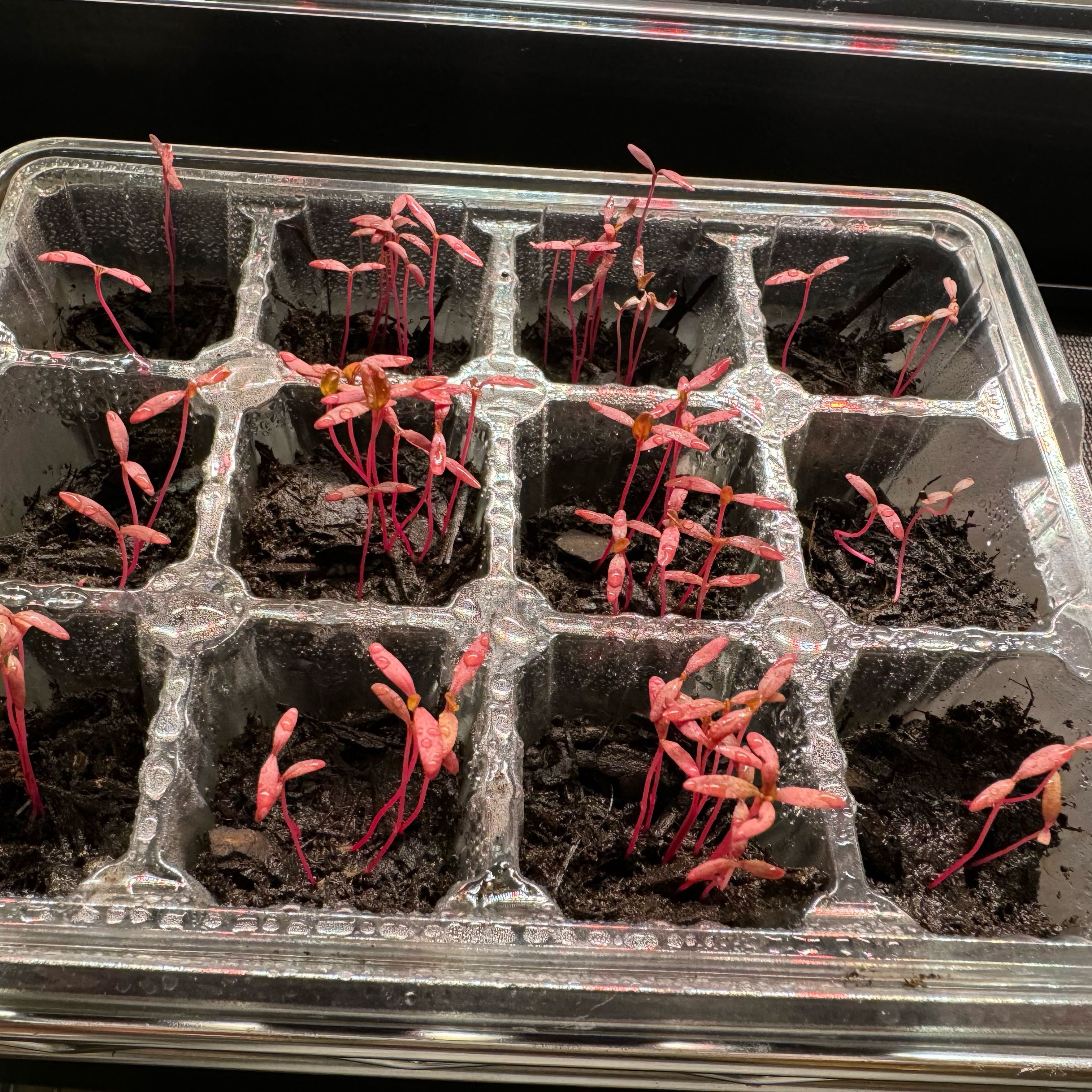 Photo of the plant species amaranthus pygmys torch by @GardenGirlie31 named Spike Leaves on Greg, the plant care app