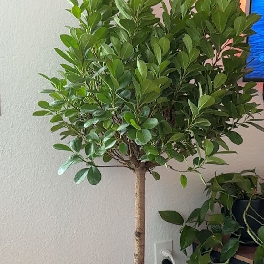 Photo of the plant species Weeping Fig Daniella by @SerenePigfern named Gates on Greg, the plant care app