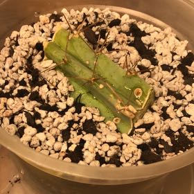 Photo of the plant species Bolivian Torch by @YesIslandbreeze named Mr. Log on Greg, the plant care app