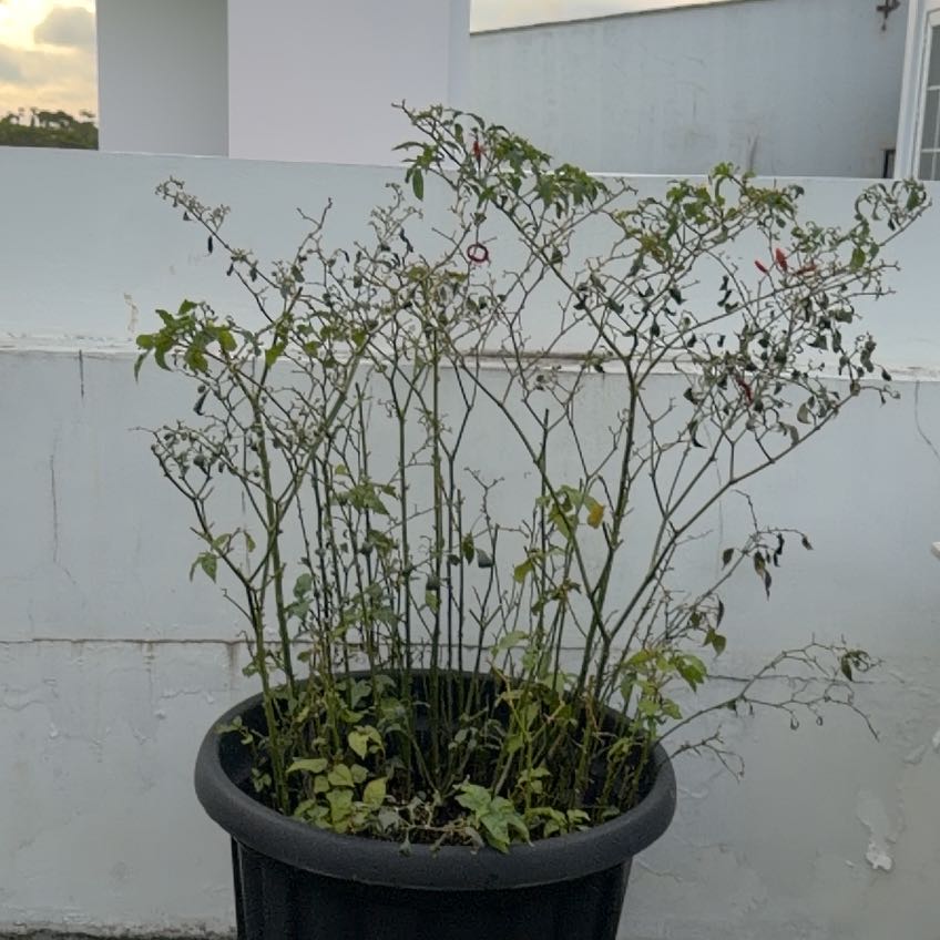 Photo of the plant species Super Chili Pepper by @PureOctopusarms named Daphne on Greg, the plant care app