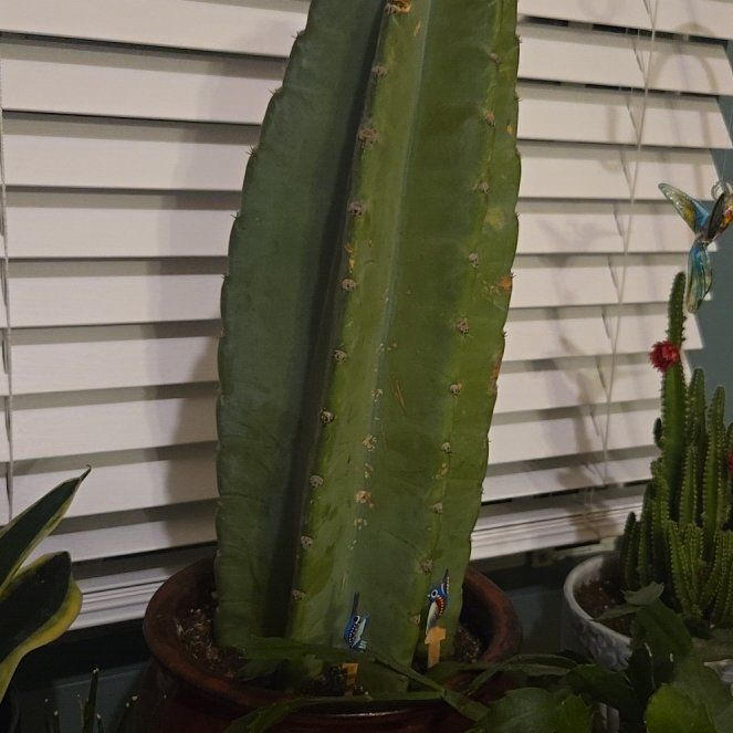 Photo of the plant species Cereus Cactus by @ZealLeopardlily named Elle on Greg, the plant care app