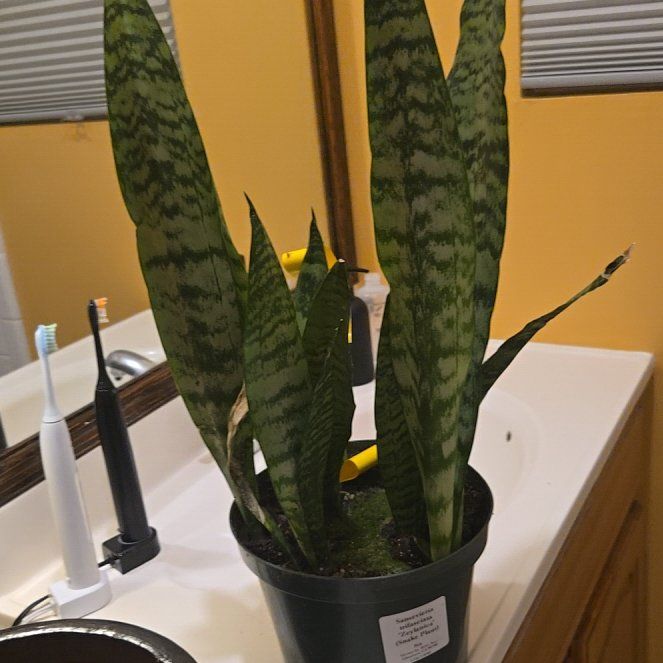 Photo of the plant species Zeylanica Snake Plant by @ZealLeopardlily named Muhammad Ali on Greg, the plant care app