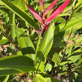 Photo of the plant species Parrot's Plantain by @SilkyRedflax named McKinley on Greg, the plant care app