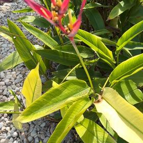 Photo of the plant species Parrot's Plantain by @SilkyRedflax named Leaf Erickson on Greg, the plant care app