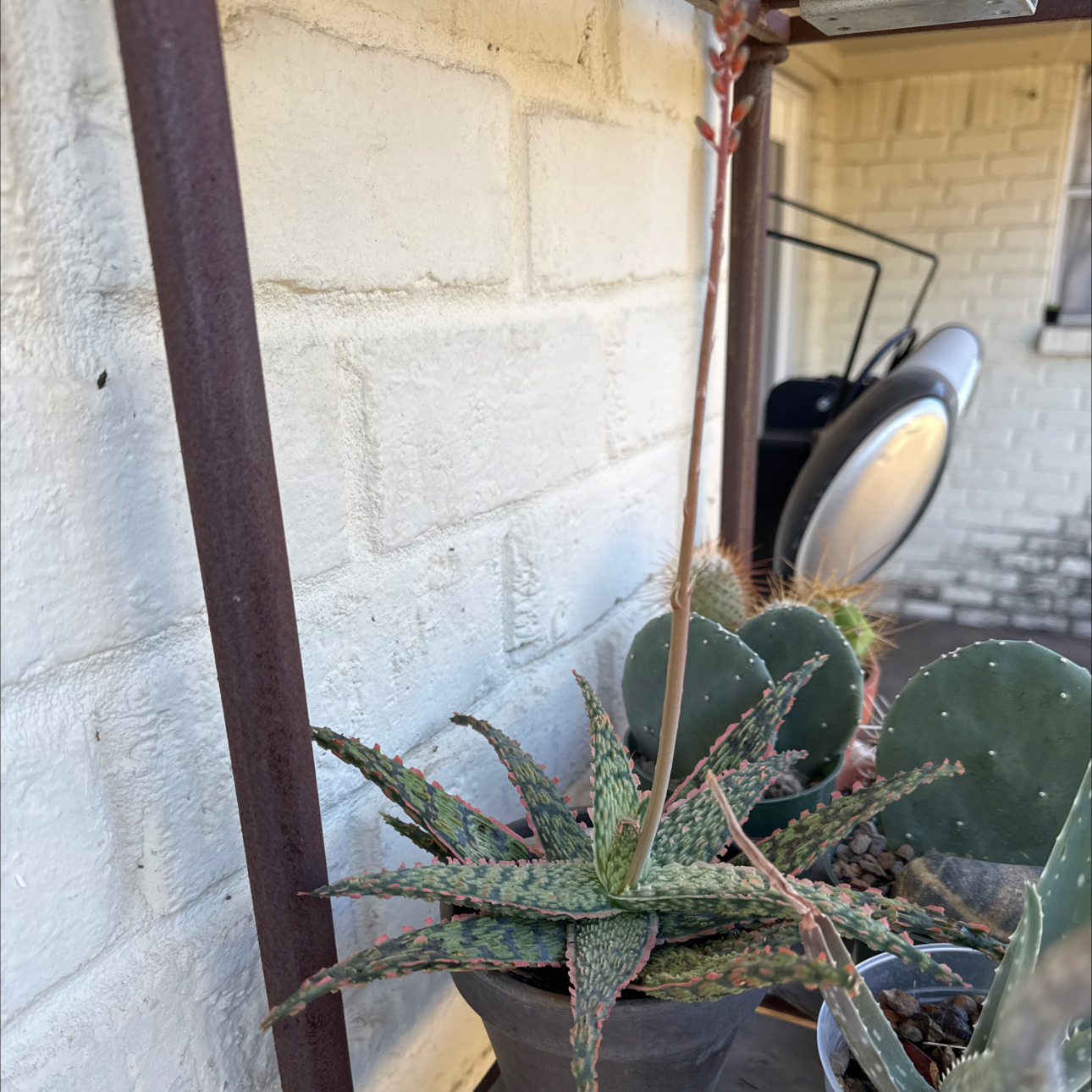 Photo of the plant species Aloe 'Crimson Dragon' by @TopKosmickaktus named Sahara on Greg, the plant care app