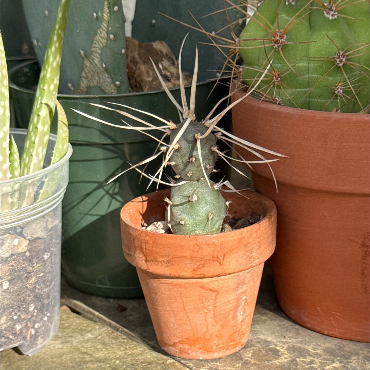 Photo of the plant species White Spined Cactus by @TopKosmickaktus named Achilles on Greg, the plant care app