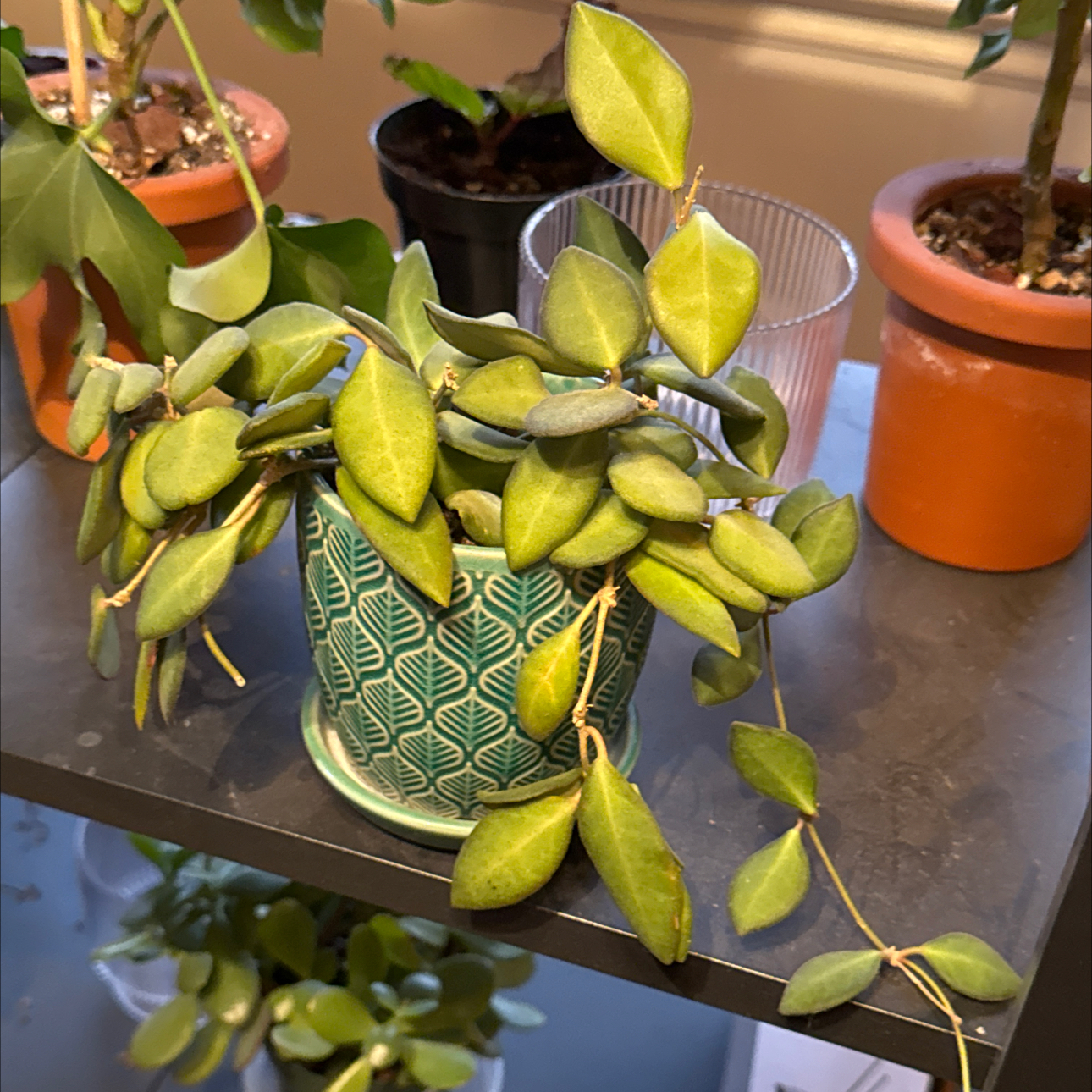 Photo of the plant species Hoya bilobata by @TopKosmickaktus named Emerson on Greg, the plant care app