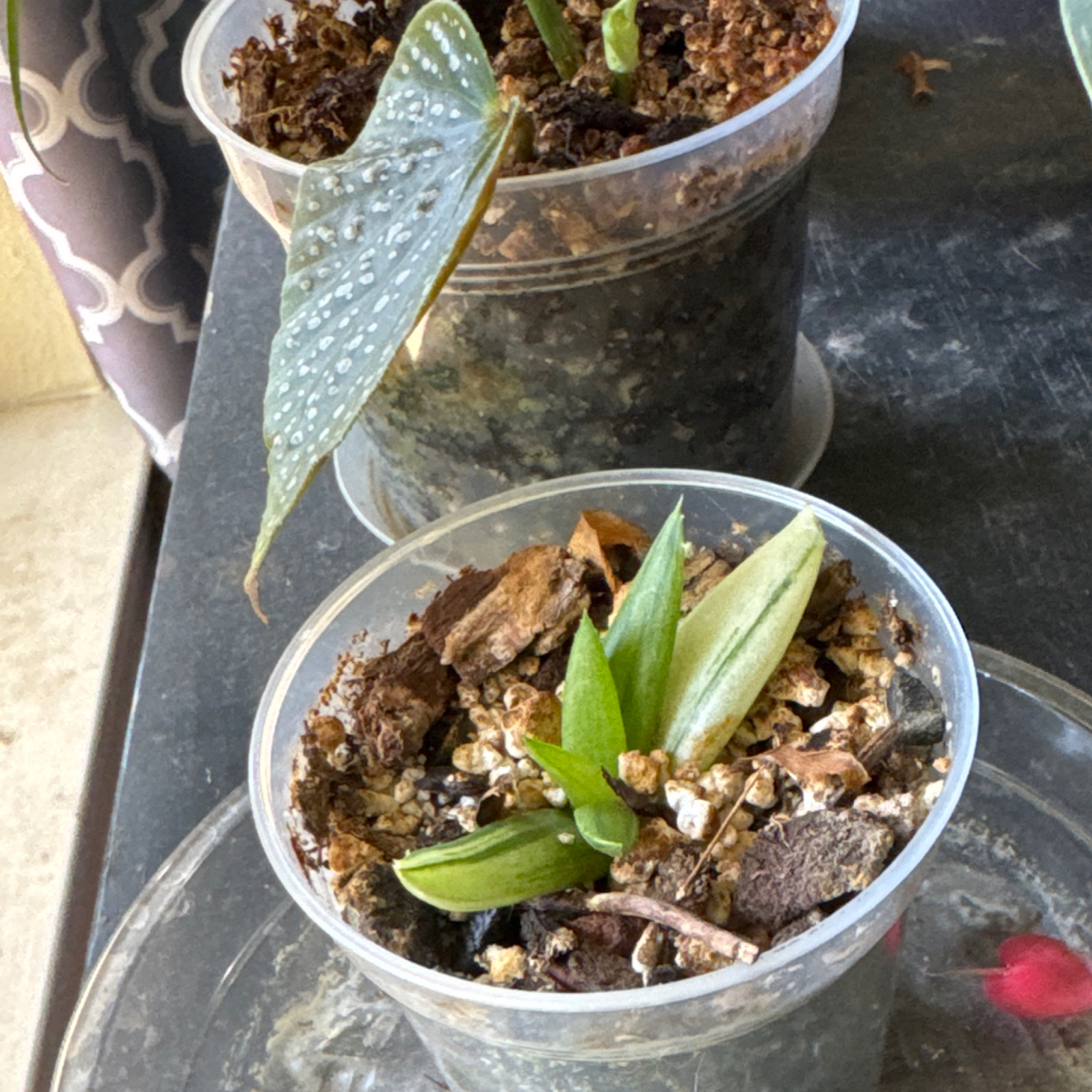 Photo of the plant species Black gem variegated by @TopKosmickaktus named Mochi on Greg, the plant care app