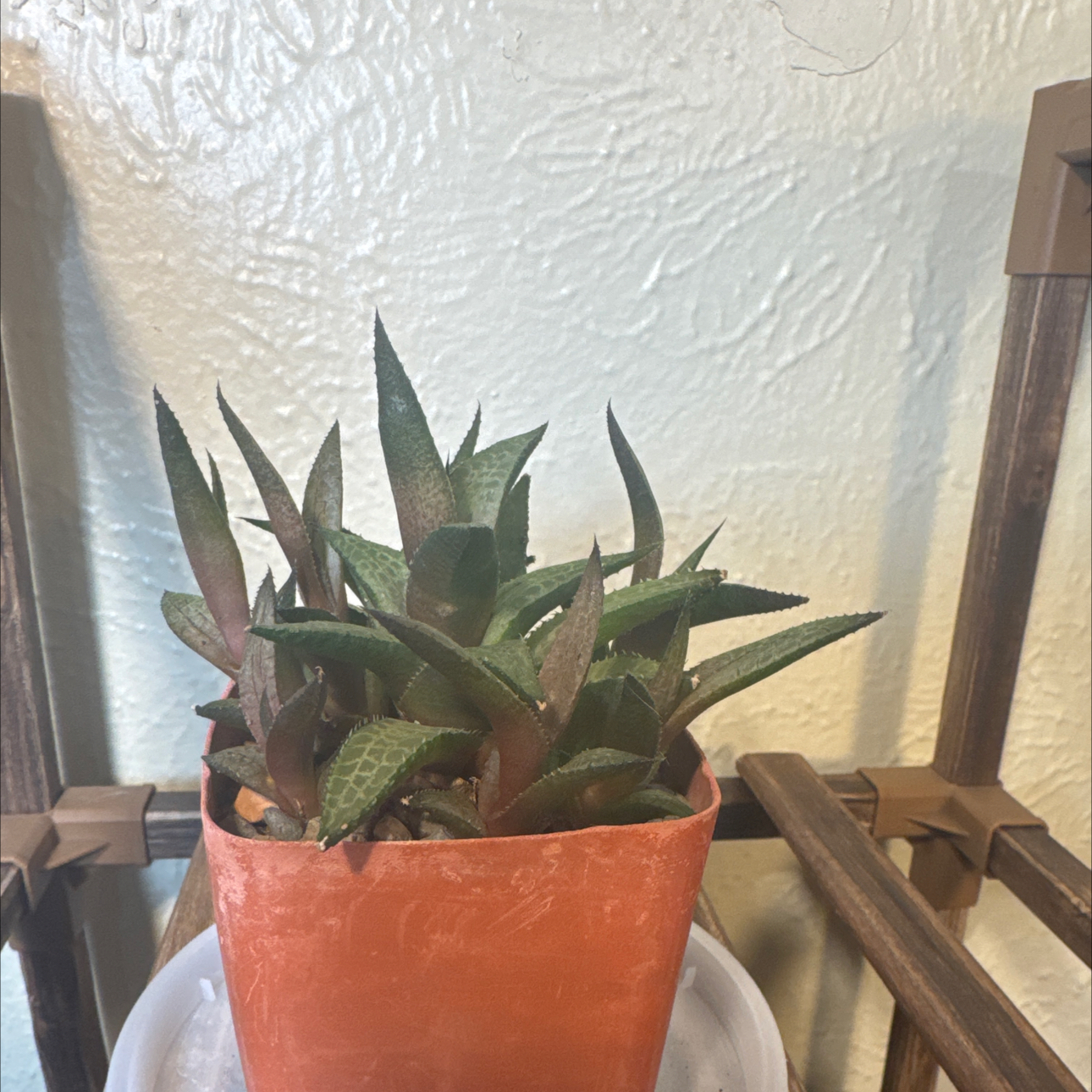 Photo of the plant species Veined Haworthia by @TopKosmickaktus named Navajo on Greg, the plant care app