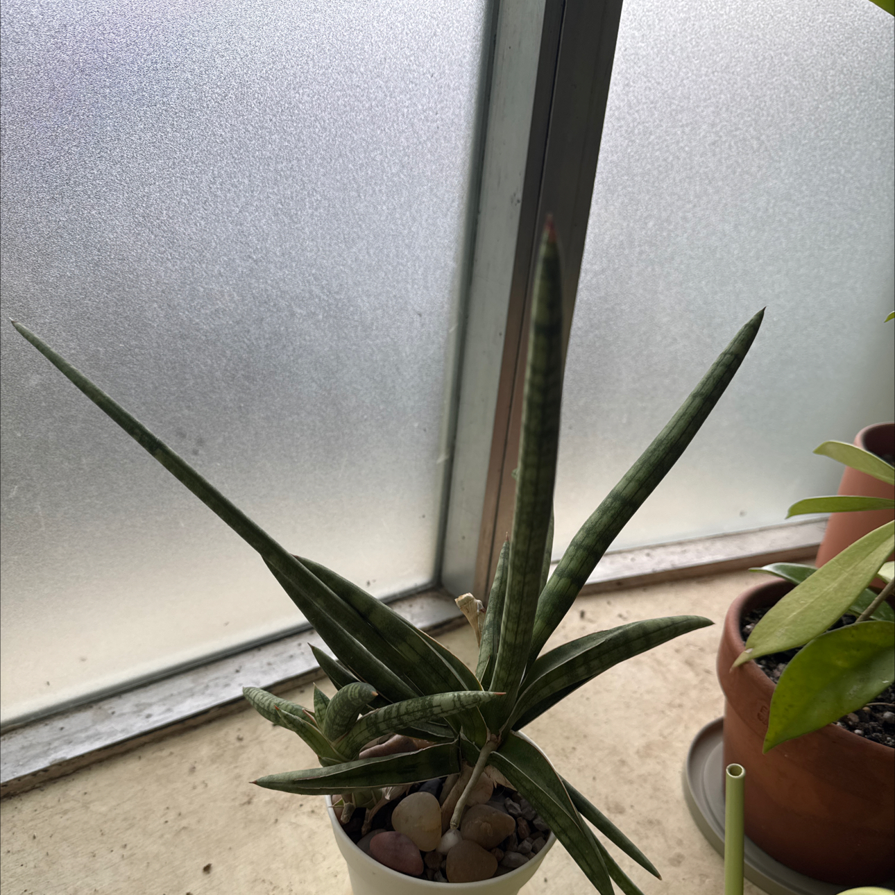 Photo of the plant species Starfish Snake Plant by @TopKosmickaktus named Gates on Greg, the plant care app