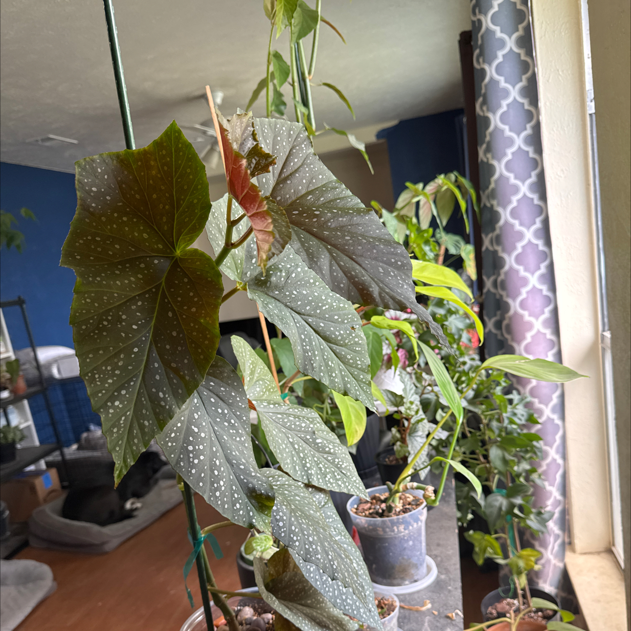 Photo of the plant species Angel Wing Begonia by @TopKosmickaktus named Rihanna on Greg, the plant care app