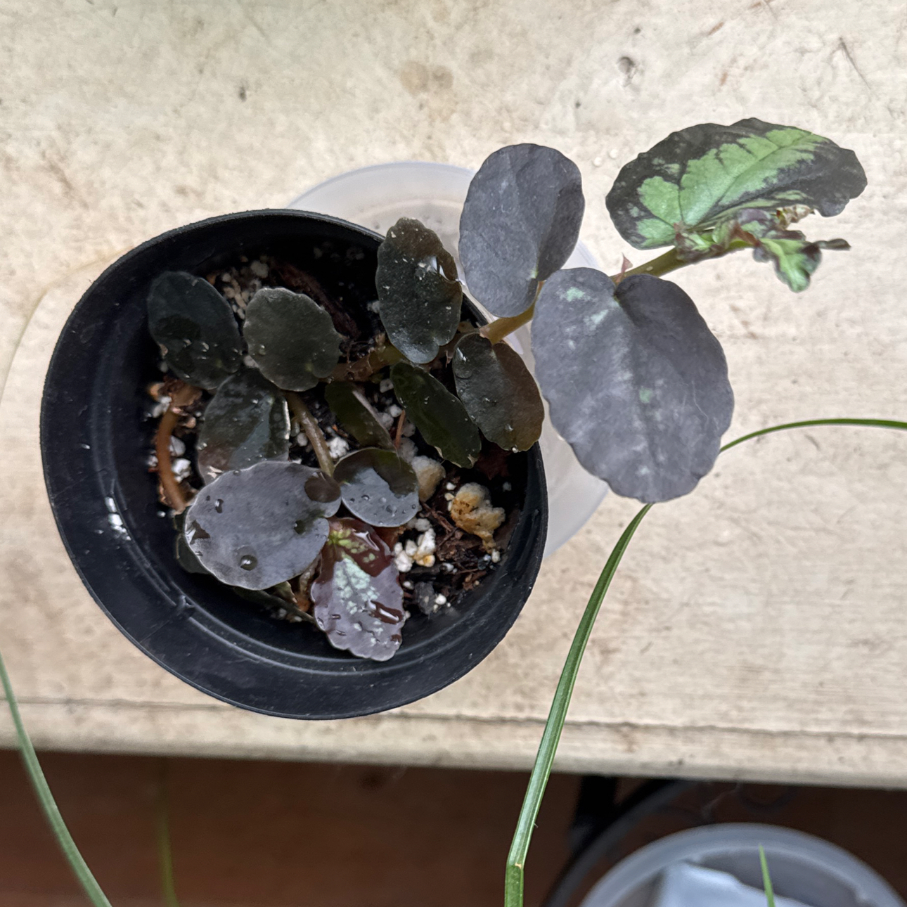 Photo of the plant species Watermelon Pelliona by @TopKosmickaktus named Watson on Greg, the plant care app