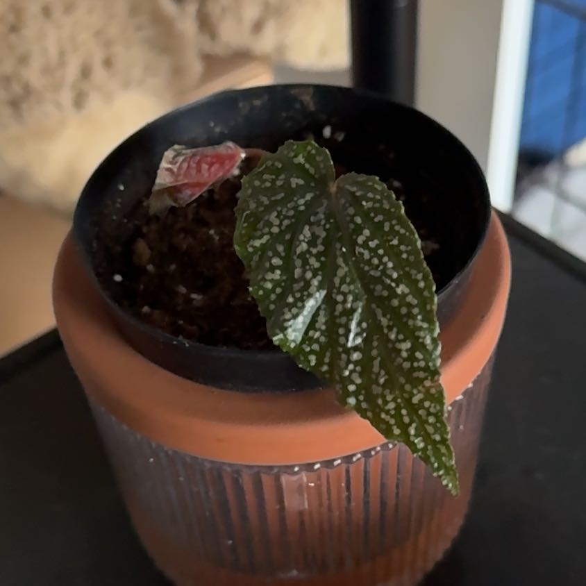 Photo of the plant species Cane Begonia by @TopKosmickaktus named Harmony on Greg, the plant care app