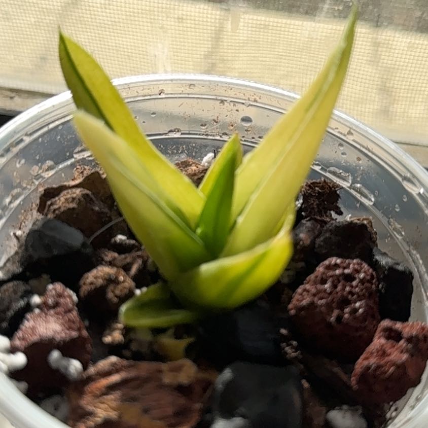 Photo of the plant species Black gem variegated by @TopKosmickaktus named Stella on Greg, the plant care app