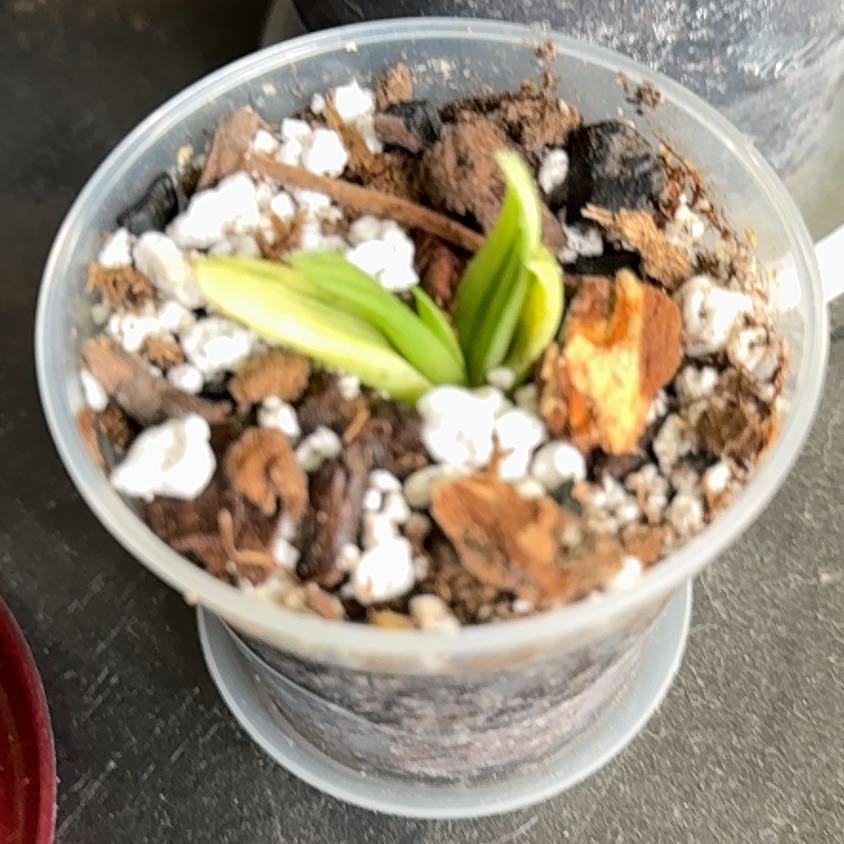 Plant care for Alworthia 'Black Gem' on Greg, the plant care app