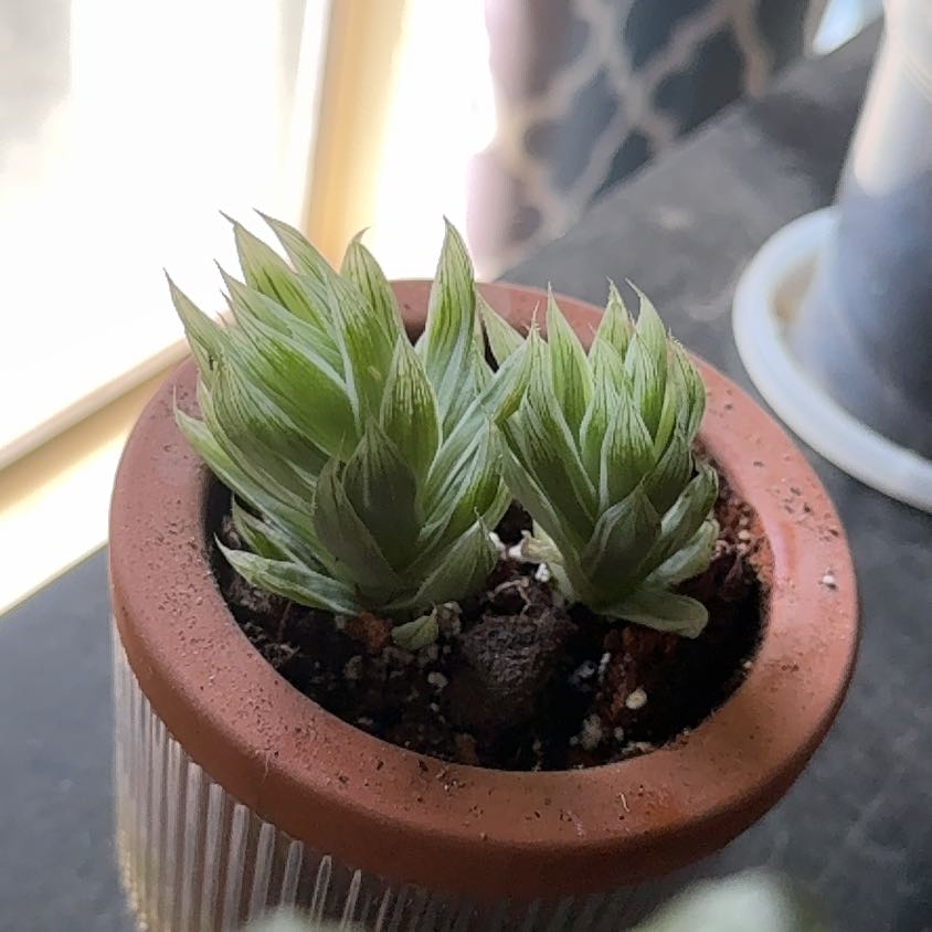 Photo of the plant species Haworthia Grey Ghost by @TopKosmickaktus named Casper on Greg, the plant care app