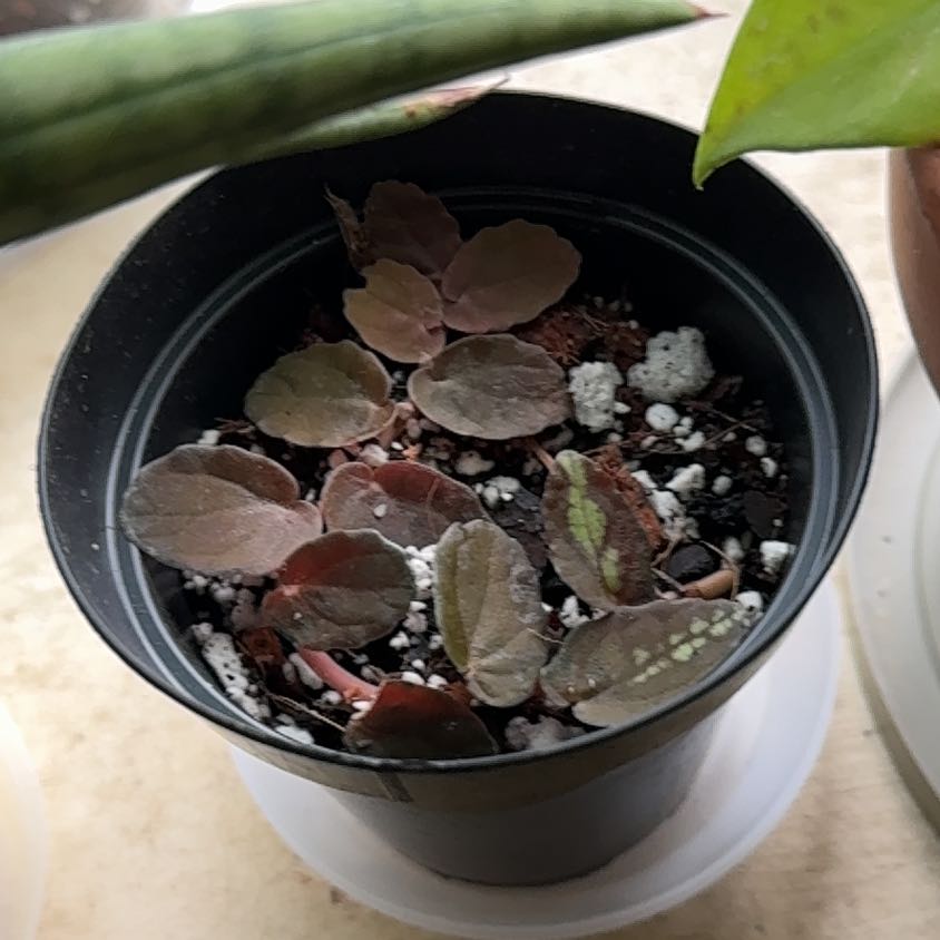 Photo of the plant species Watermelon Pelliona by @TopKosmickaktus named Watson on Greg, the plant care app