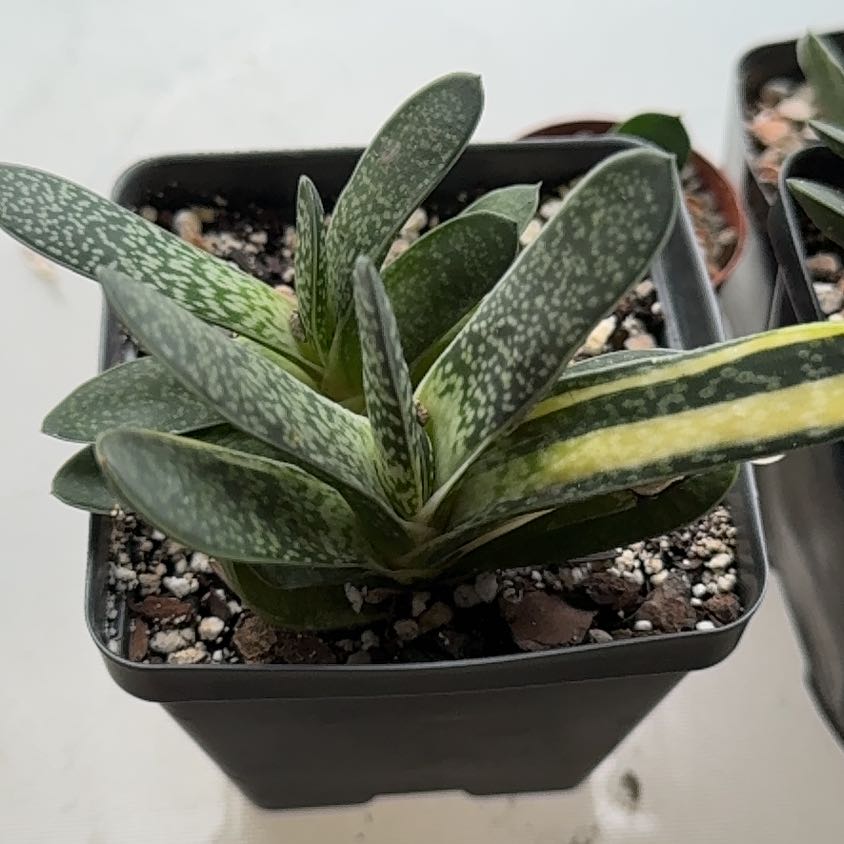 Photo of the plant species Variegated Great Karoo Ox Tongue by @TopKosmickaktus named KarooG on Greg, the plant care app