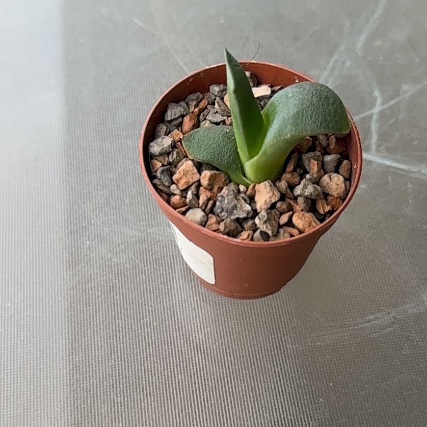 Photo of the plant species Dwarf Ox Tongue by @TopKosmickaktus named Colford on Greg, the plant care app