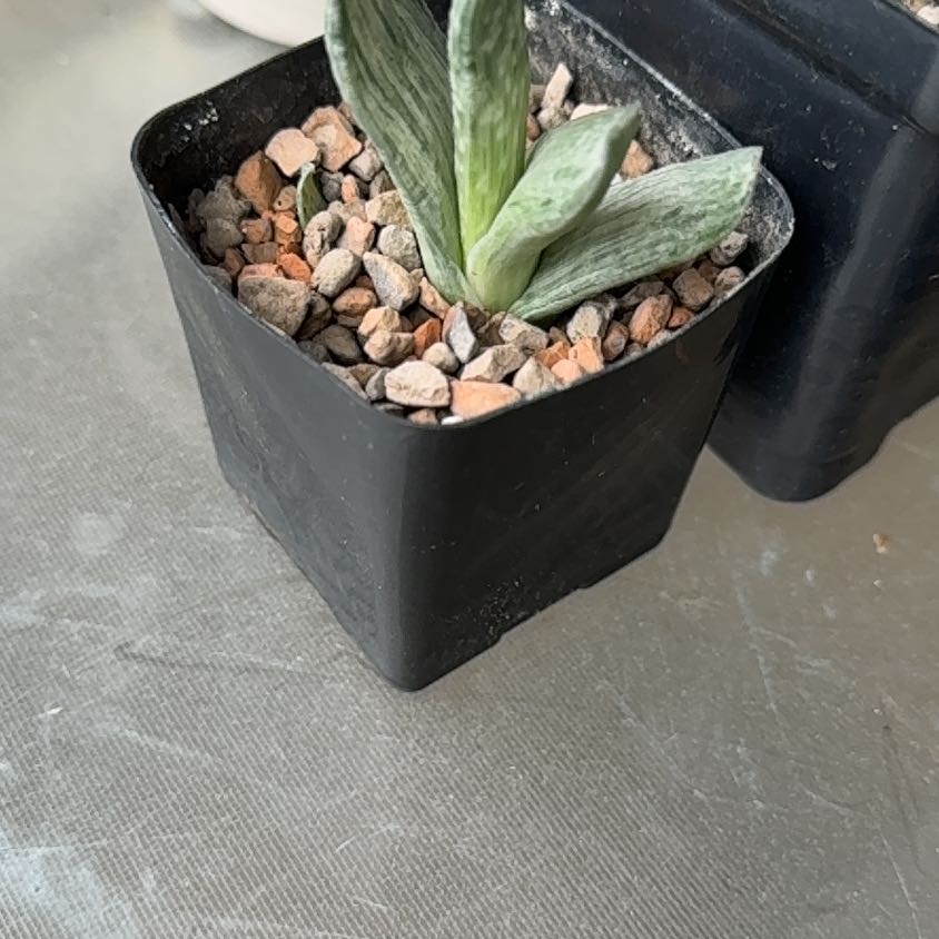 Photo of the plant species Gasteria gracilis by @TopKosmickaktus named Sproutacus on Greg, the plant care app