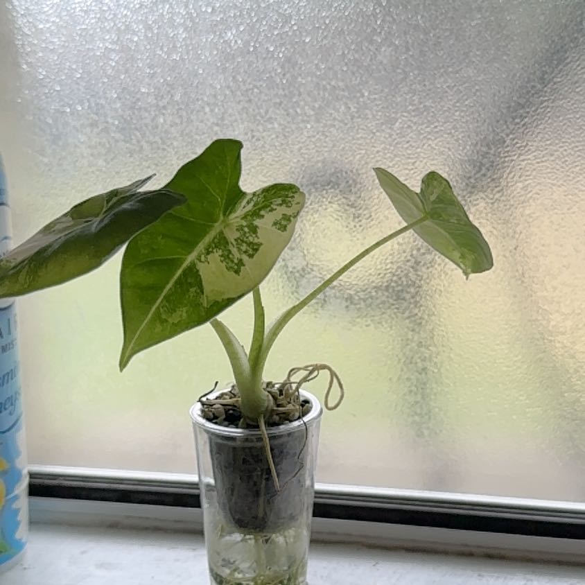 Photo of the plant species Alocacia Frydek Variagated by @TopKosmickaktus named Freyda on Greg, the plant care app