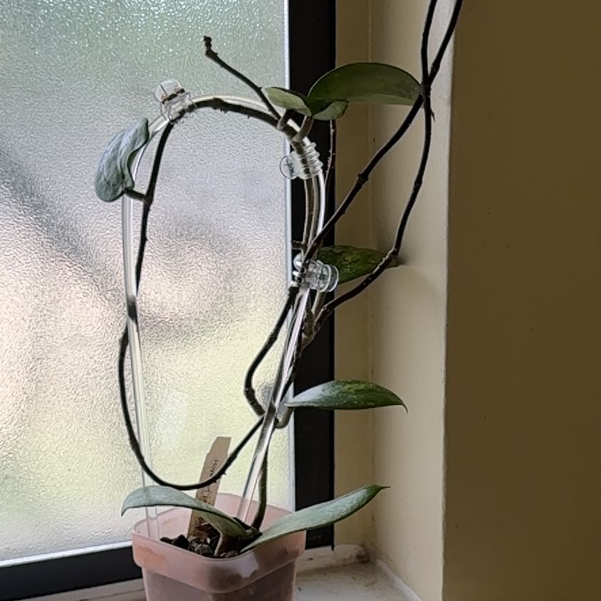 Photo of the plant species Hoya parasitica Splash by @TopKosmickaktus named Vinnie on Greg, the plant care app