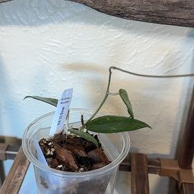 Photo of the plant species Hoya Silver Dollar by @TopKosmickaktus named Dolly on Greg, the plant care app