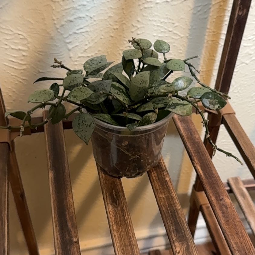 Photo of the plant species Hoya khroniana Silver Splash by @TopKosmickaktus named Sylvia on Greg, the plant care app