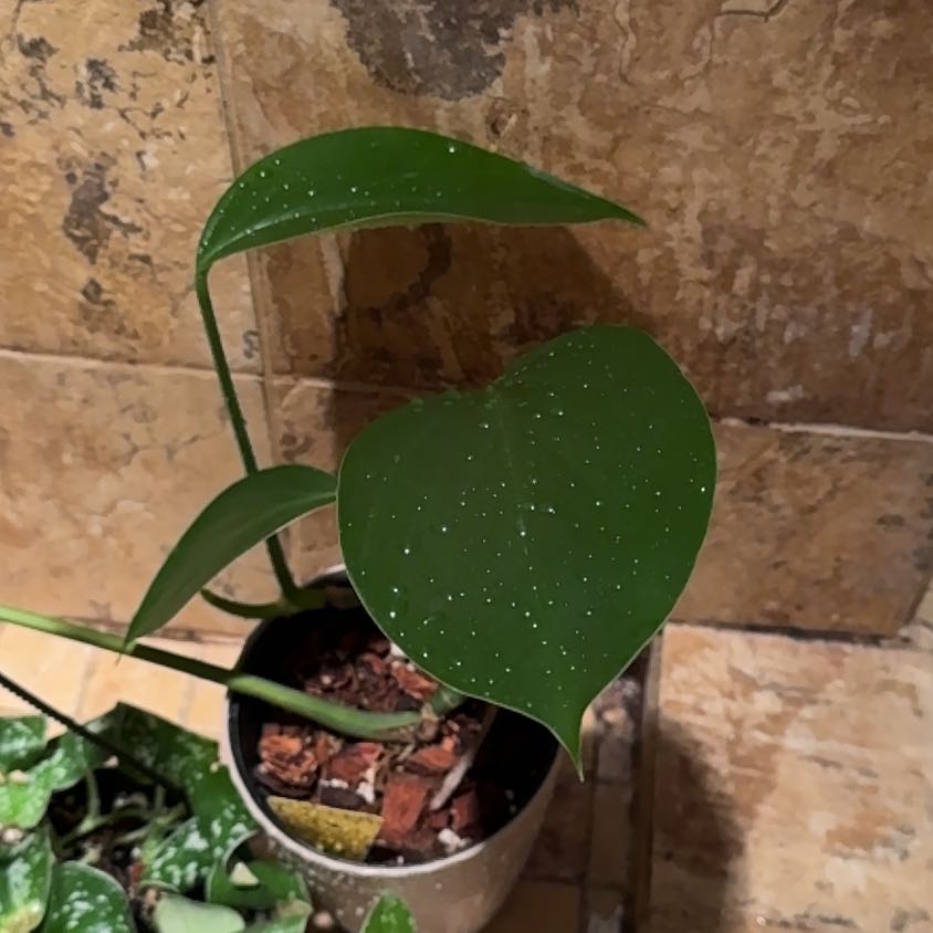 Photo of the plant species Dragon Tail Plant by @TopKosmickaktus named Michelle Branch on Greg, the plant care app