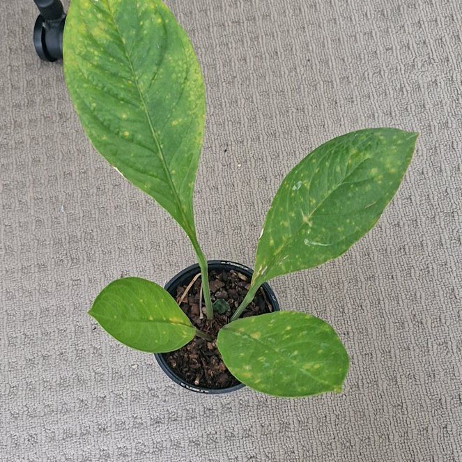 Photo of the plant species Lovely Green by @CentralBogarum named Jen on Greg, the plant care app