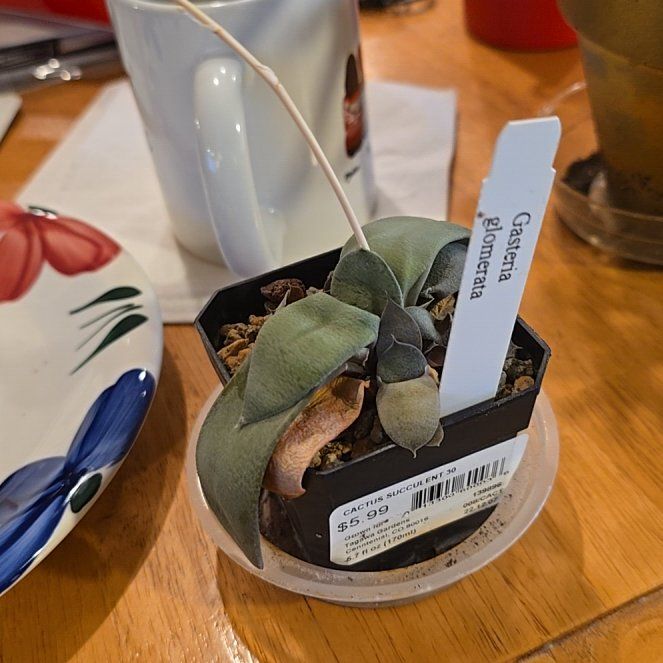 Photo of the plant species Kouga Gasteria by @YernWoodsorrel named Cleopatra on Greg, the plant care app