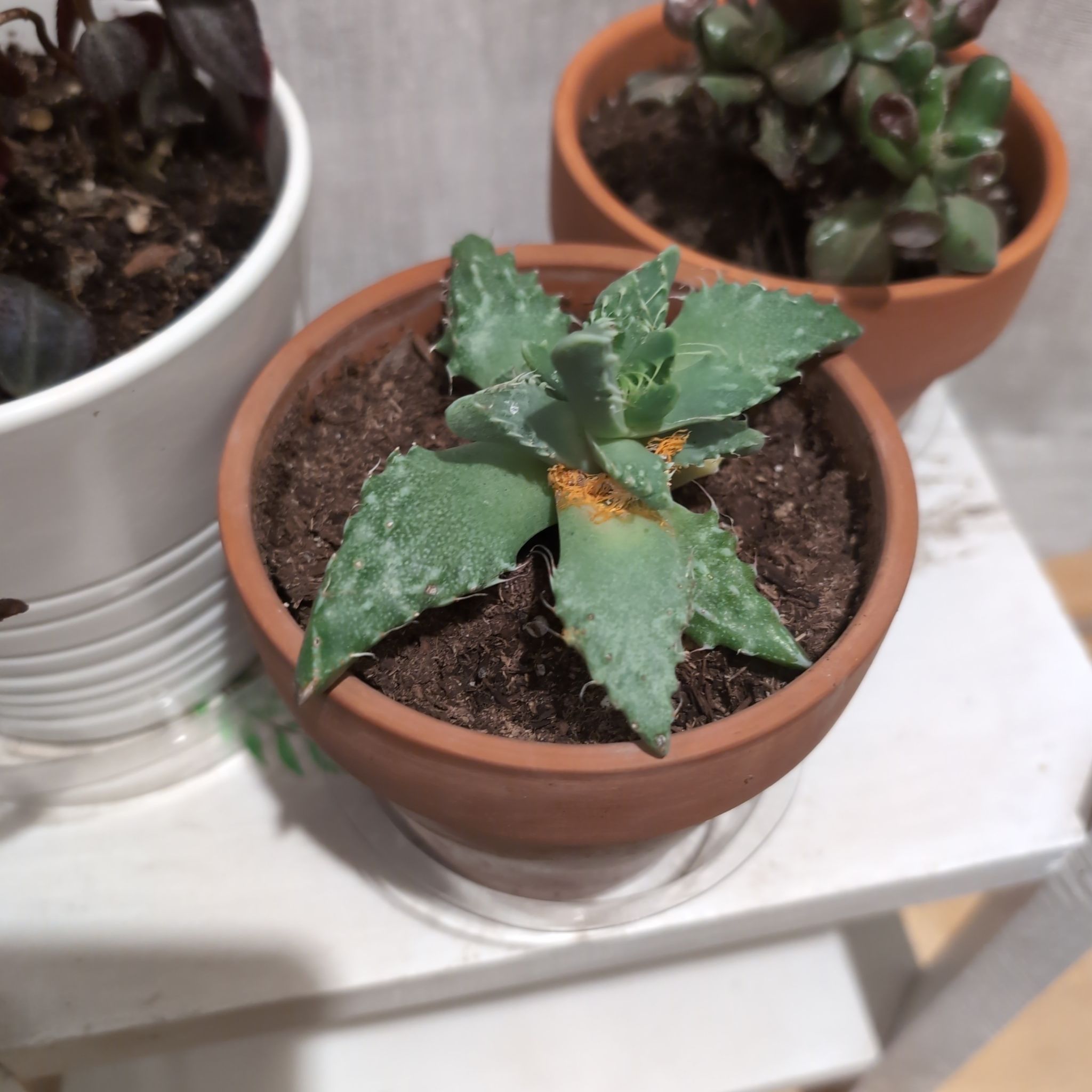 Photo of the plant species Tiger Jaws by @AssistiveRosea named LE- LiloStitch on Greg, the plant care app