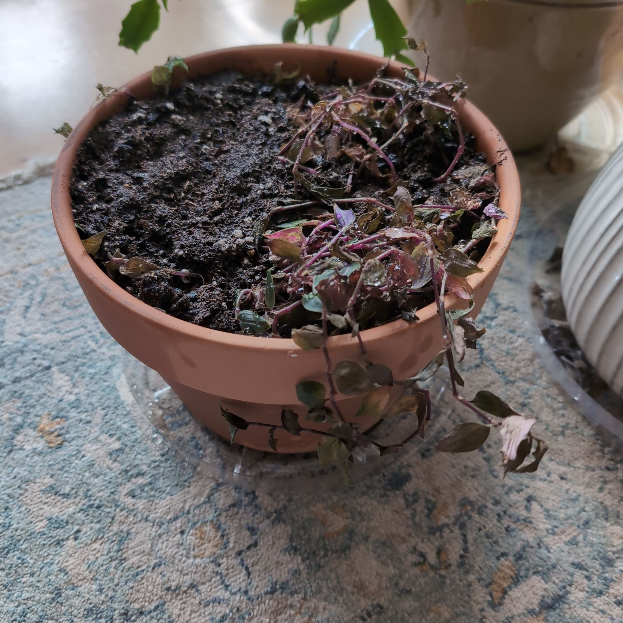 Photo of the plant species Rainbow Tradescantia by @AssistiveRosea named LS- Tolkien on Greg, the plant care app