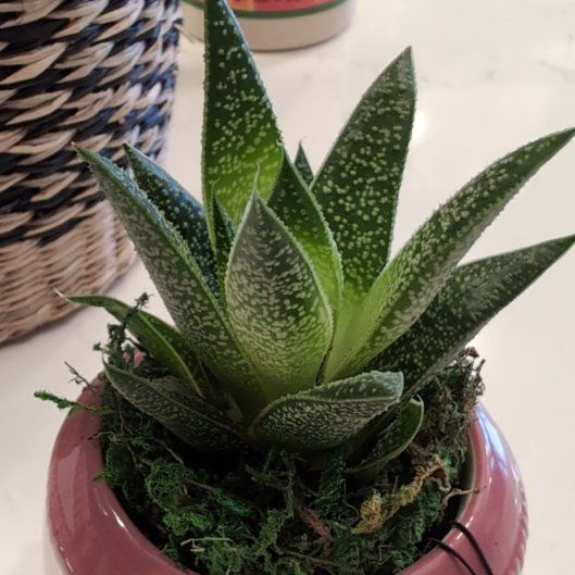 Photo of the plant species Zebra Plant by @AssistiveRosea named D- Apollo on Greg, the plant care app