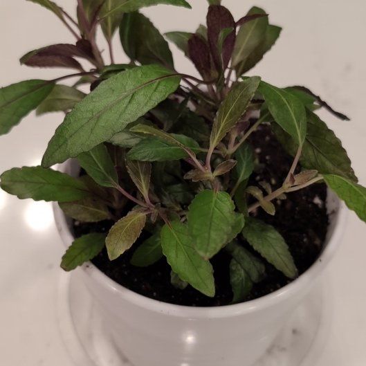 Photo of the plant species Okinawa Spinach by @AssistiveRosea named LE- Aristotle on Greg, the plant care app