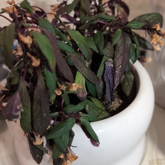 Photo of the plant species Okinawa Spinach by @AssistiveRosea named Rec- Emerson on Greg, the plant care app