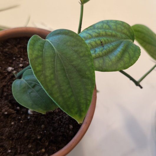 Photo of the plant species Black Pepper Vine by @AssistiveRosea named LS- Naomi on Greg, the plant care app