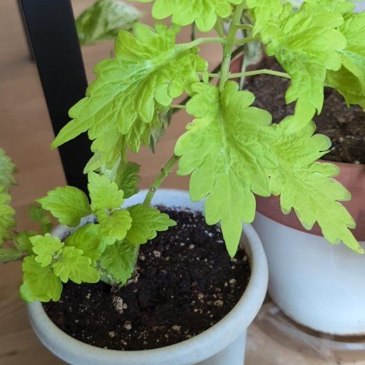 Photo of the plant species Coleus Kong by @AssistiveRosea named LS- Emerson on Greg, the plant care app