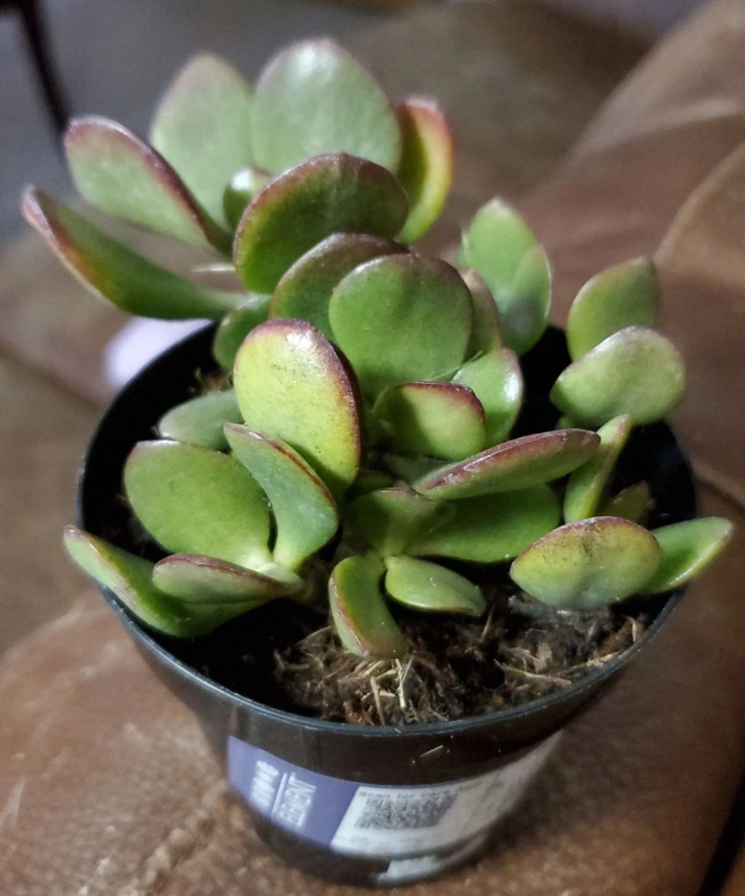 Photo from the post