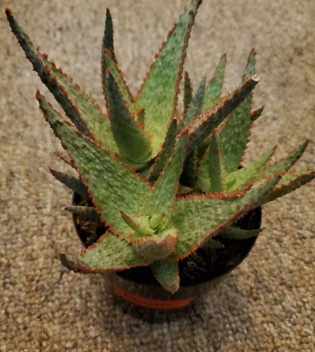 Photo from the post