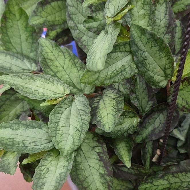 Photo of the plant species Watermelon Begonia by @MightyMagnolia named Gates on Greg, the plant care app