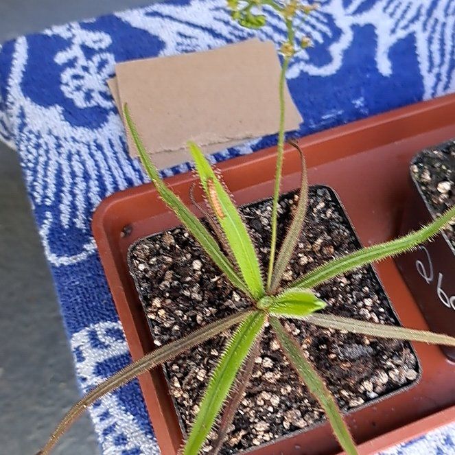 Photo of the plant species Lance-leaved Sundew by @EminentGreenash named Diggi on Greg, the plant care app